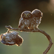 Image: Tibor Kércz/Comedy Wildlife Photo Awards